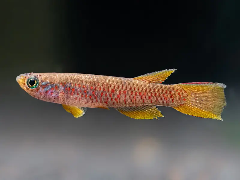 Aphyosemion cf. cognatum "Nioki"