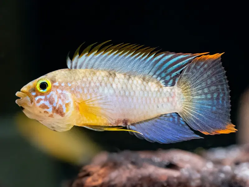 Apistogramma sp. 'Rio Cenepa II'