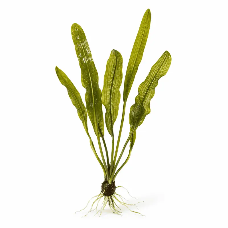 Aponogeton henkelianus