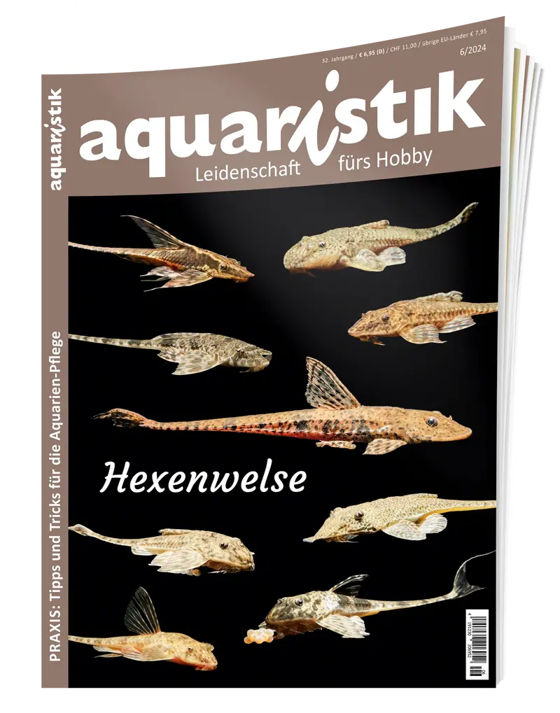 aquaristik 2024/6 | Zeitschrift