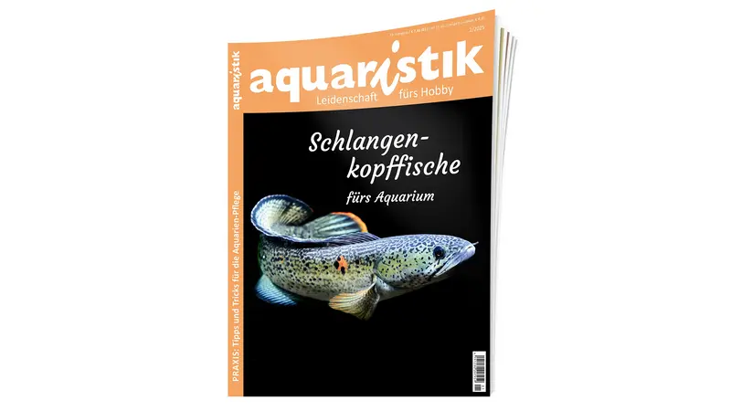 aquaristik 2025/2 | Zeitschrift