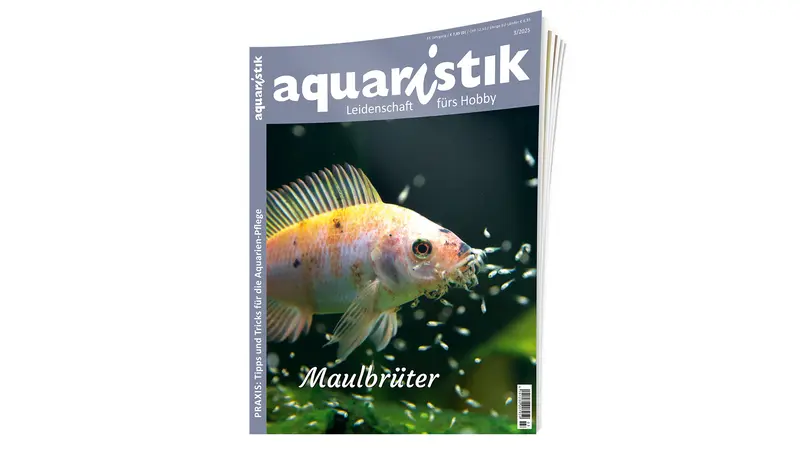 aquaristik 2025/3 | Zeitschrift