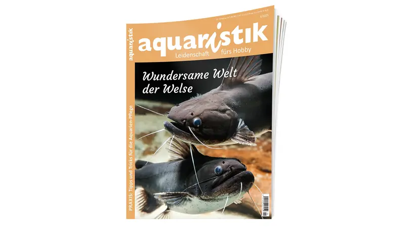 aquaristik 2025/4 | Zeitschrift