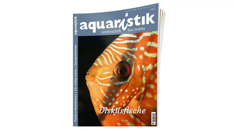 aquaristik 2025/5 | Zeitschrift