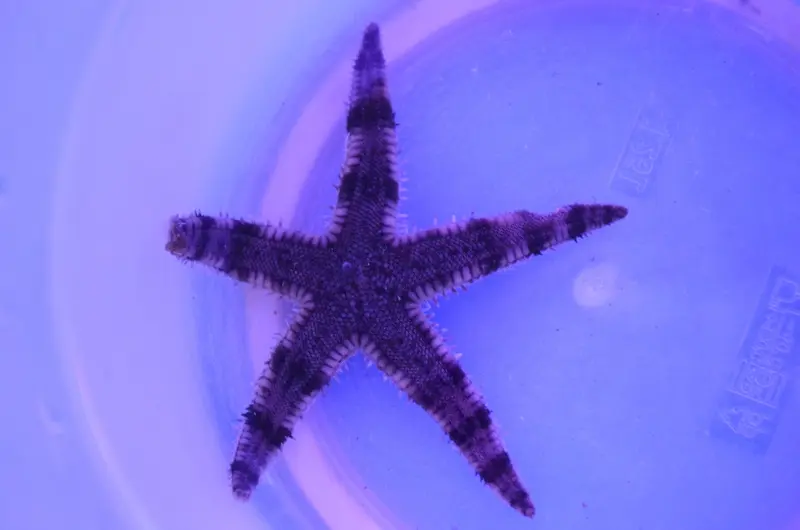 Archaster angulatus – Grabender Seestern