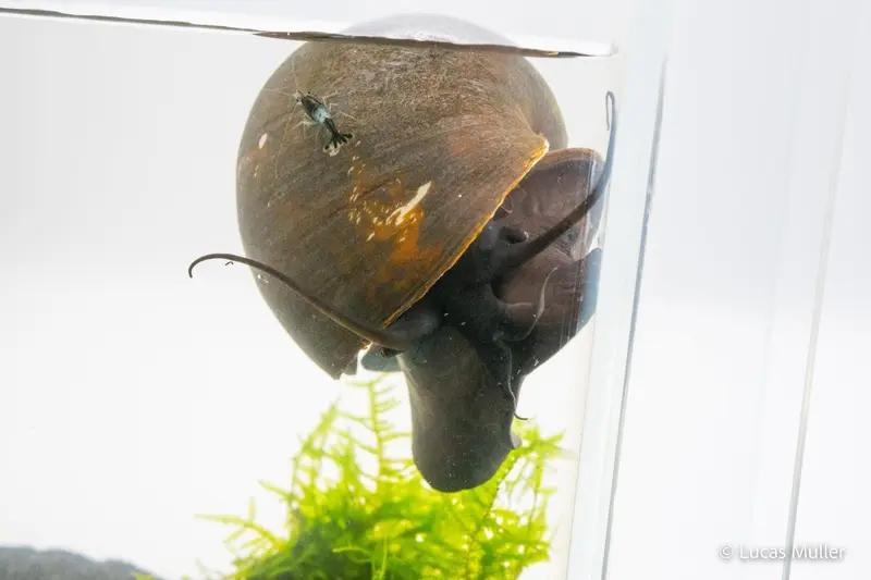 Asiatische Apfelschnecke - Pilla ampullacea
