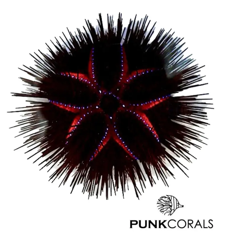 Astropyga radiata Roter Diademseeigel