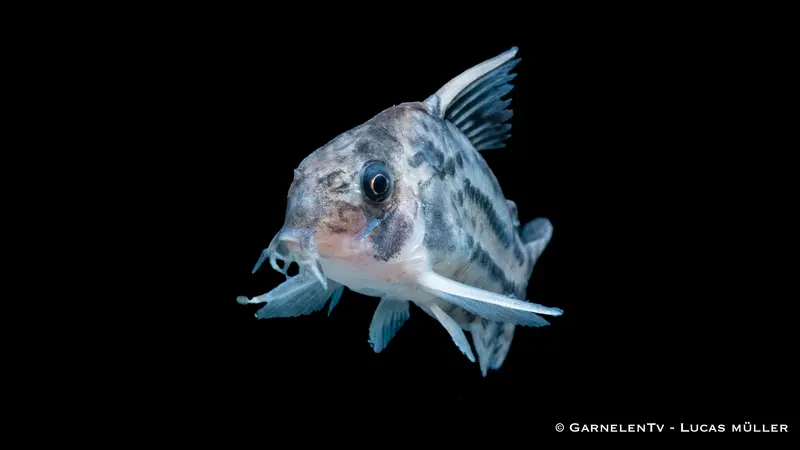 Augenstrichpanzerwels - Hoplisoma (Corydoras) schwartzi