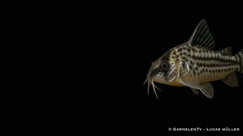 Augenstrichpanzerwels super CW28 - Corydoras schwartzii super (DNZ)