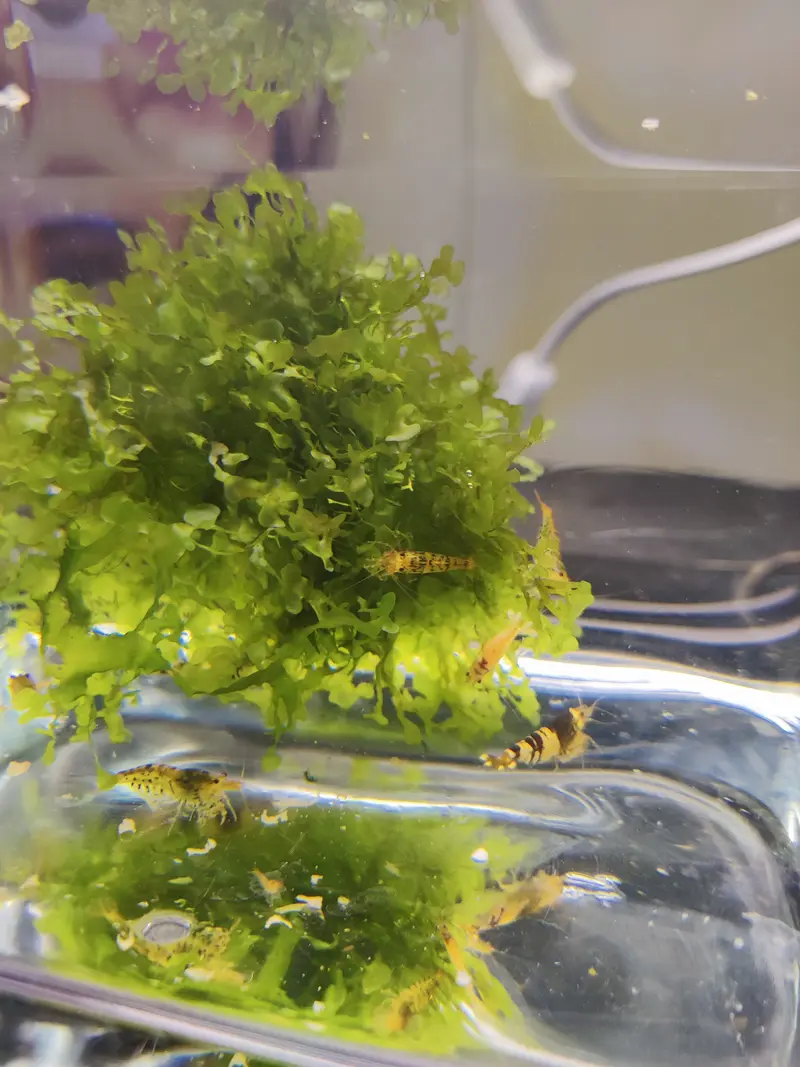 Ausselektierte Caridina Garnelen