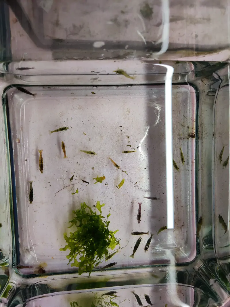 Ausselektierte Neocaridina Garnelen