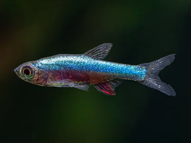Axelrods Bärbling 'Neon Blue'