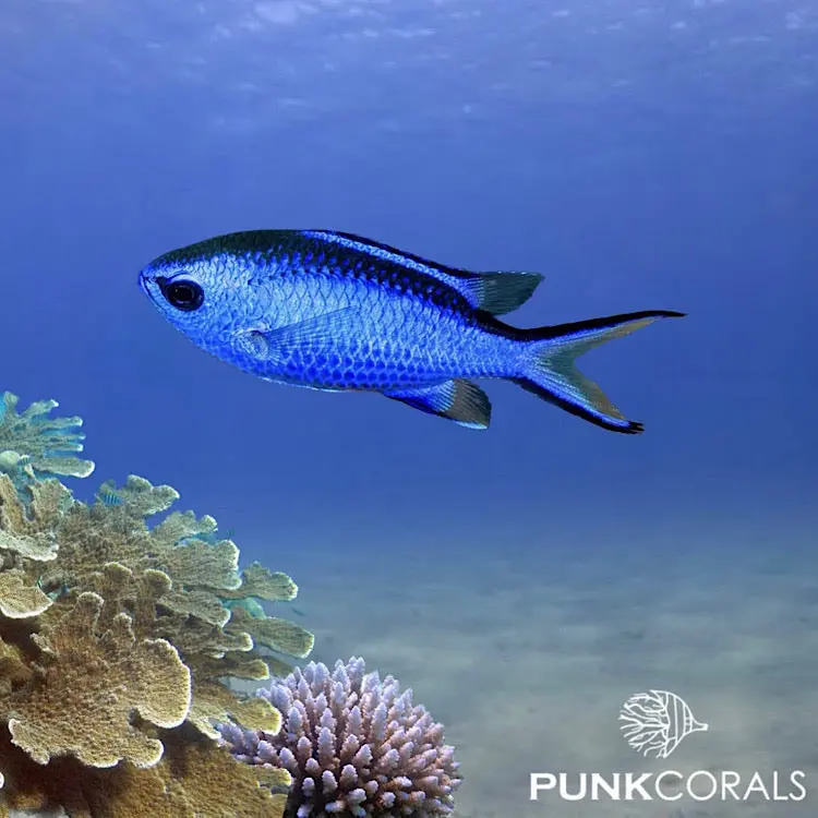 Azurina cyanea Blaues Schwalbenschwänzchen