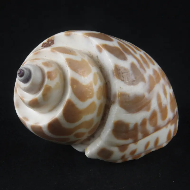 Babylonia Schnecke - Babylonia zeylanica