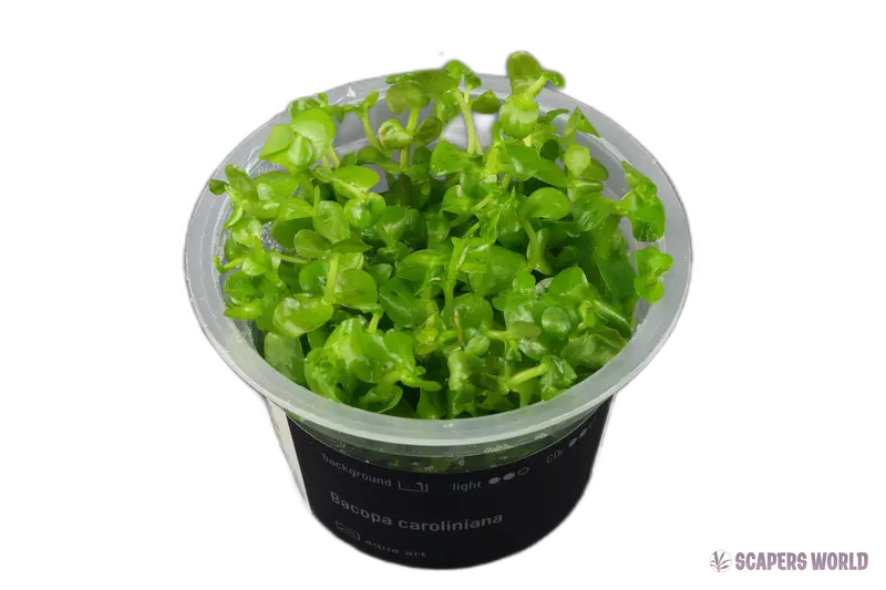 Bacopa caroliniana