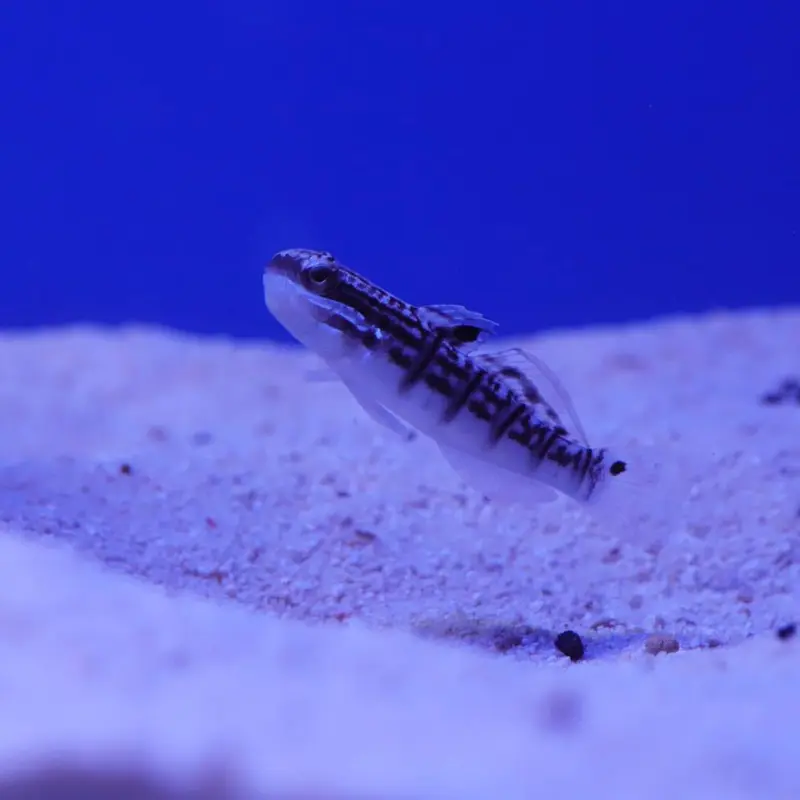 Bagger-Grundel (Amblygobius phalaena)