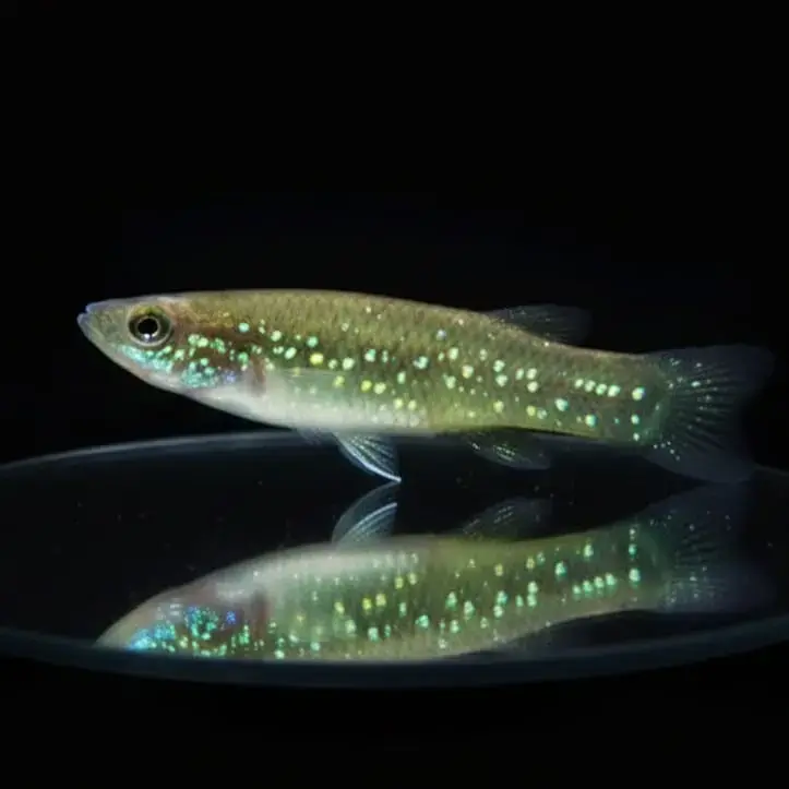 Barrens Fundulus – Fundulus julisia 🐟🌿