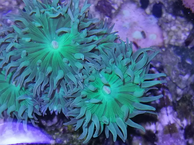 Bartkoralle Axifuga ultra green 4 Polyp