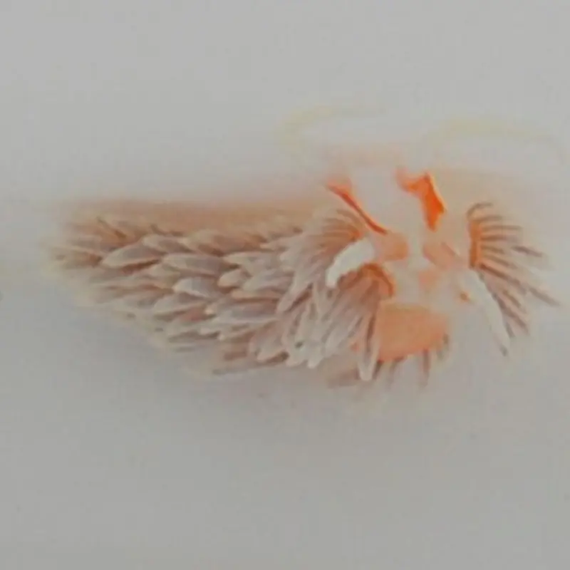 Berghia stephanieae - Berghia Schnecke
