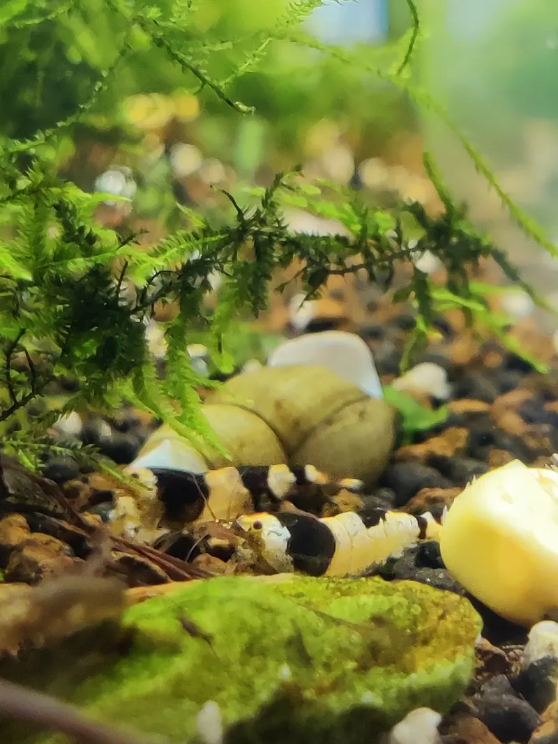 Black Bee Garnelen - Caridina