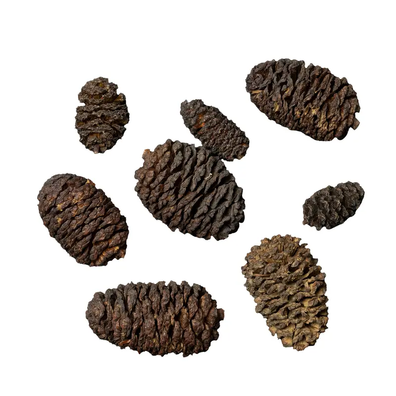 Black Cones