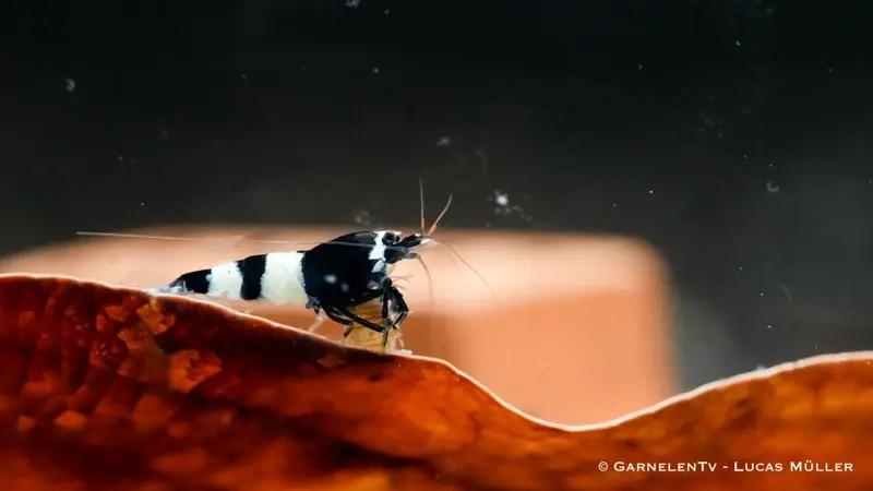 Black Panda Garnele, Caridina spec. "Black Panda" (Taiwan Bee / Shadow Bee)