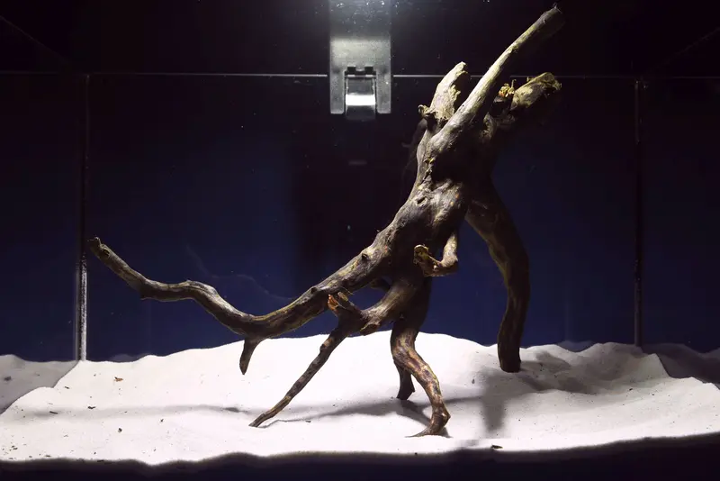 Black Root, Aquarium Wurzel, ähnlich Moorkienholz BL54