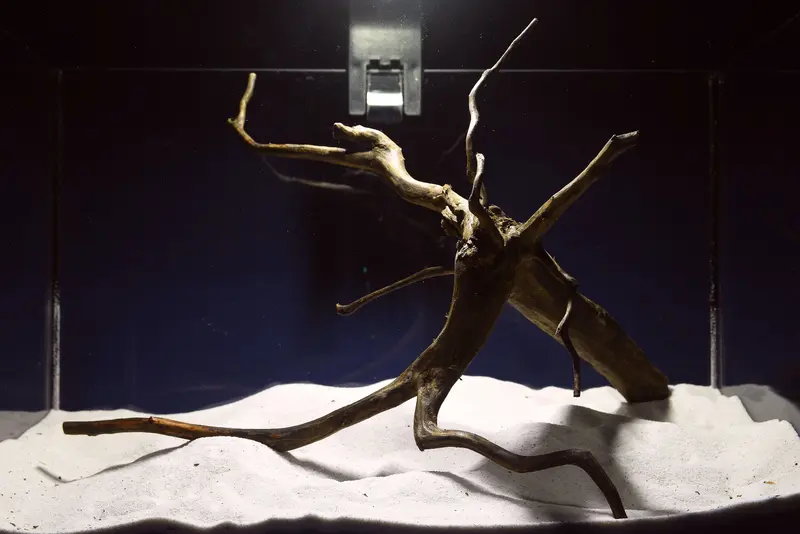 Black Root, Aquarium Wurzel, ähnlich Moorkienholz BL55