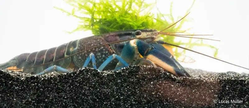 Blau-Rosa Krebs - Cherax pulcher "Cherax pulcher Krebs ""Hoa creek"" real purple"