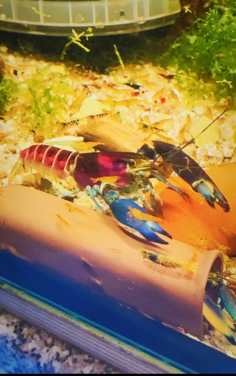 Blau/Rosa Krebs - Cherax Pulcher