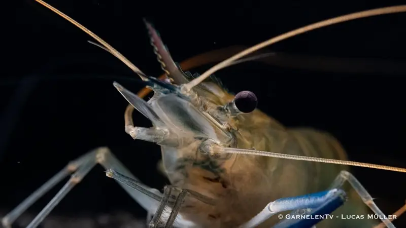 Blaue Ringelhandgarnele - Macrobrachium rosenbergii