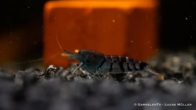 Blaue Tigergarnele OE - Blue Tiger - Caridina mariae (DNZ) Deep blue