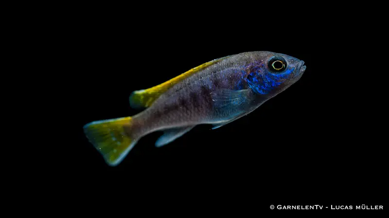 Blauer Gelbflossen-Maulbrüter - Pseudotropheus sp. Acei