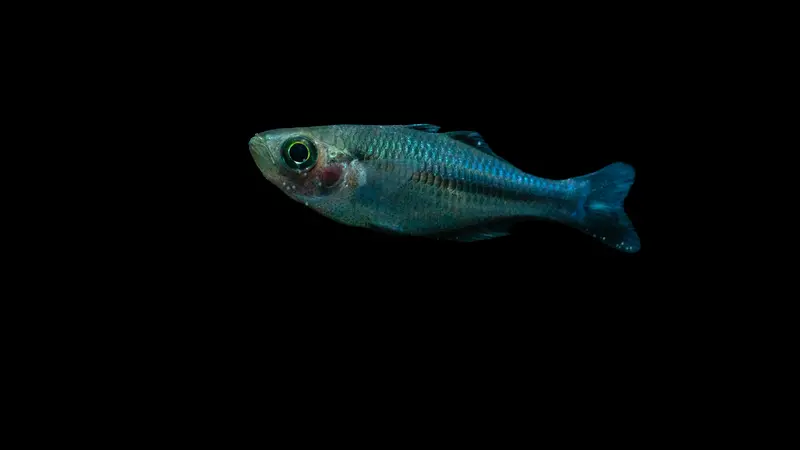 Blauer Regenbogenfisch - Melanotaenia lacustris (DNZ)