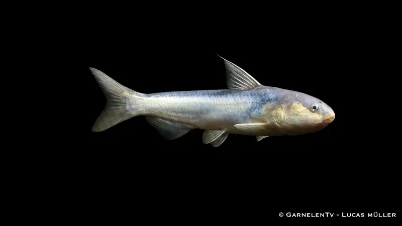 Blauer Walwels - Cetopsis coecutiens