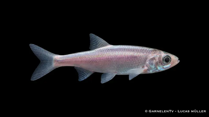Blauorfe - Leuciscus idus