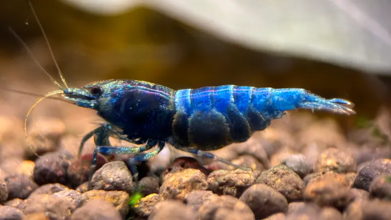 Blue Bolt Garnele
