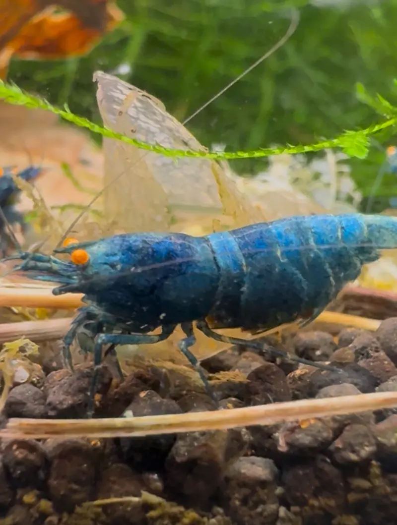 Blue Bolt OE Garnele (Orange Eyes)