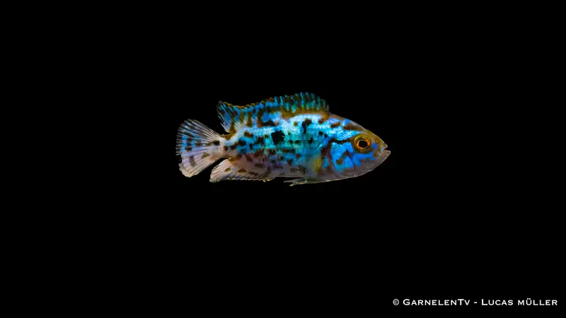 Blue Dempsey - Rocio octofasciata "Blue Dempsey"