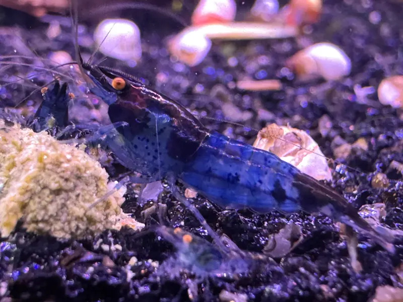 Blue Dream OE Garnele (Orange Eyes)