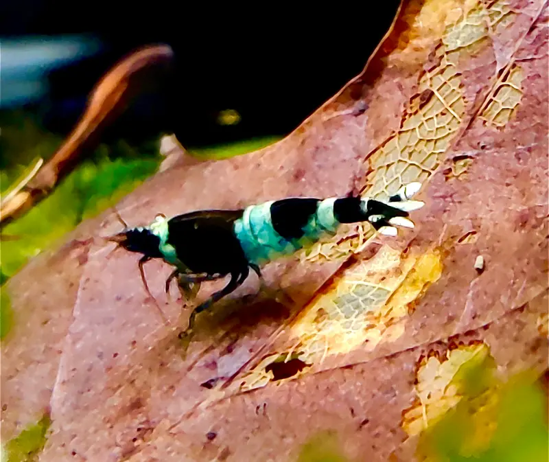 Blue Panda Garnelen - Caridina