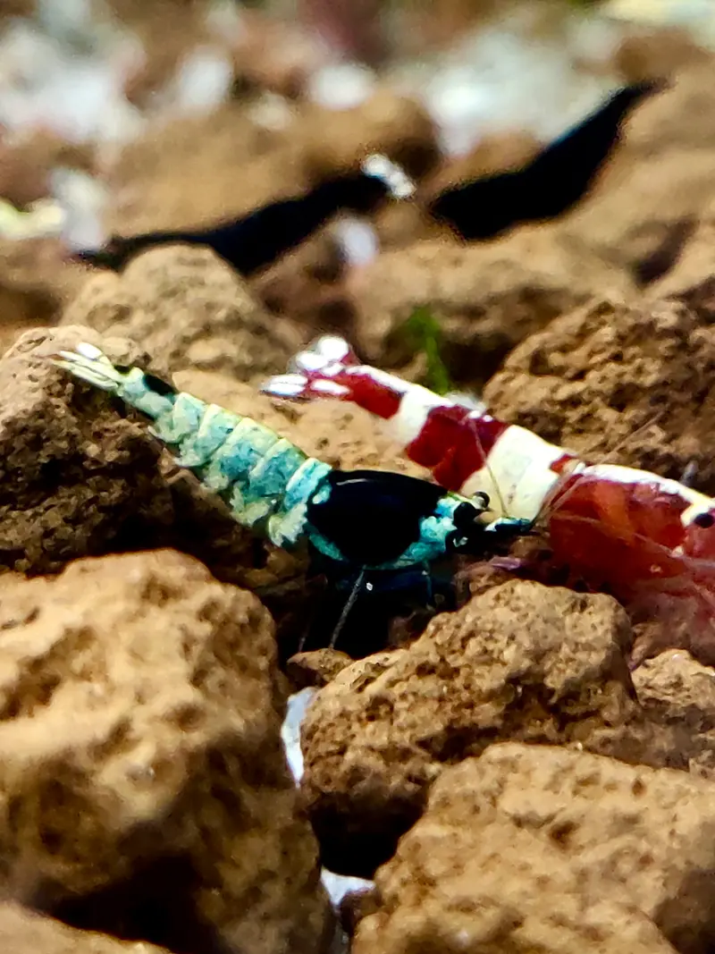 Blue Shadow Mosura - BSM - Caridina