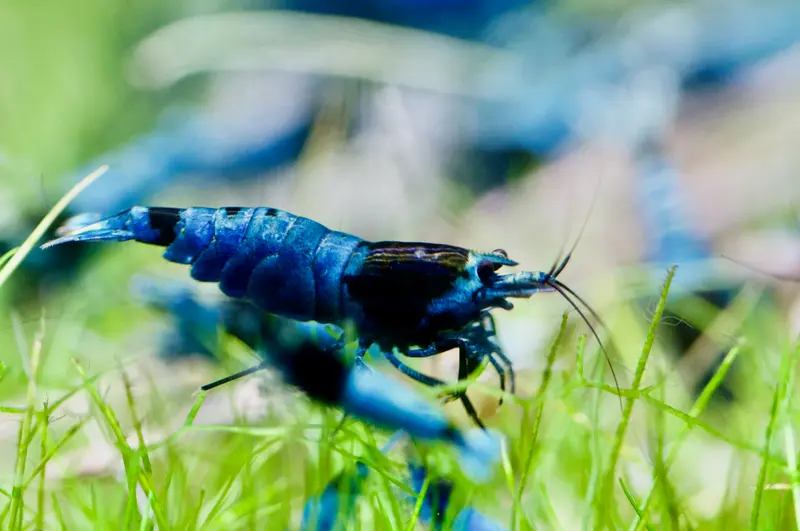 Blue Shadow Mosura Garnele (Skyfish-Nachzucht)