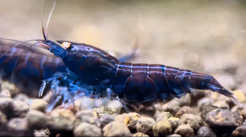 Blue Tiger OE Garnele