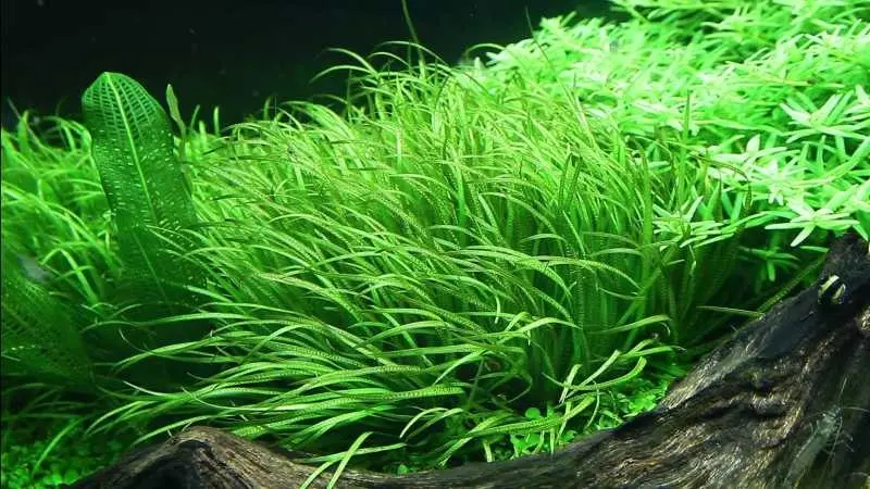 Blyxa japonica - In Vitro Cup