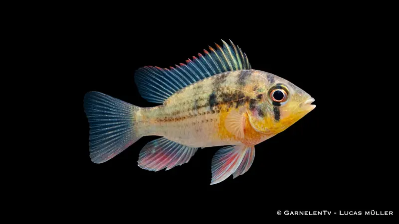 Boliv. Schmetterlingsbuntbarsch - Microgeophagus altospinosus