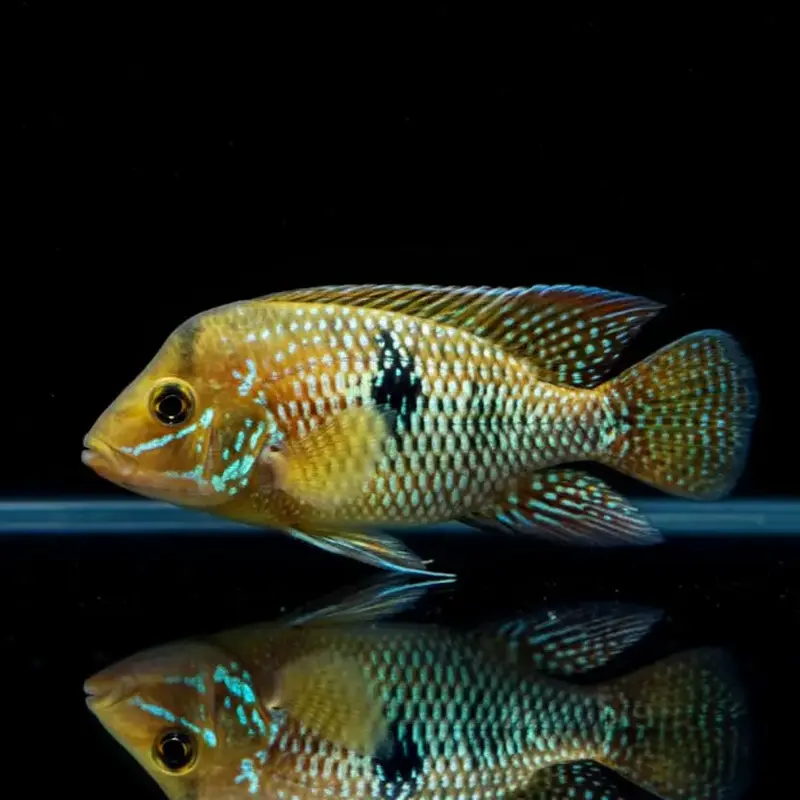 Brasil-Perlmuttbuntbarsch – Geophagus brasiliensis