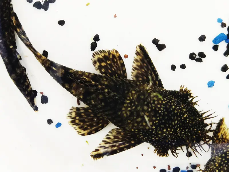 Brauner Antennenwels (Ancistrus sp.)