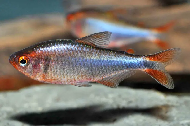 Brombeersalmler – Hyphessobrycon wadai