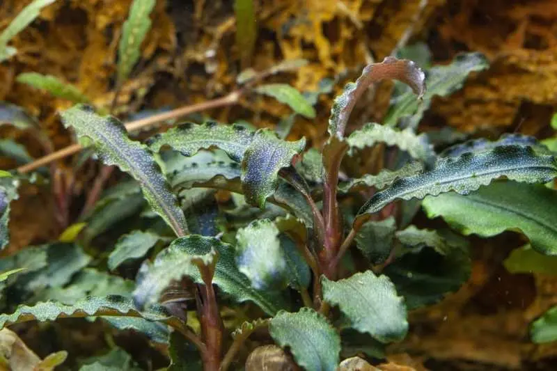 Bucephalandra 'Kedagang' - In vitro cup
